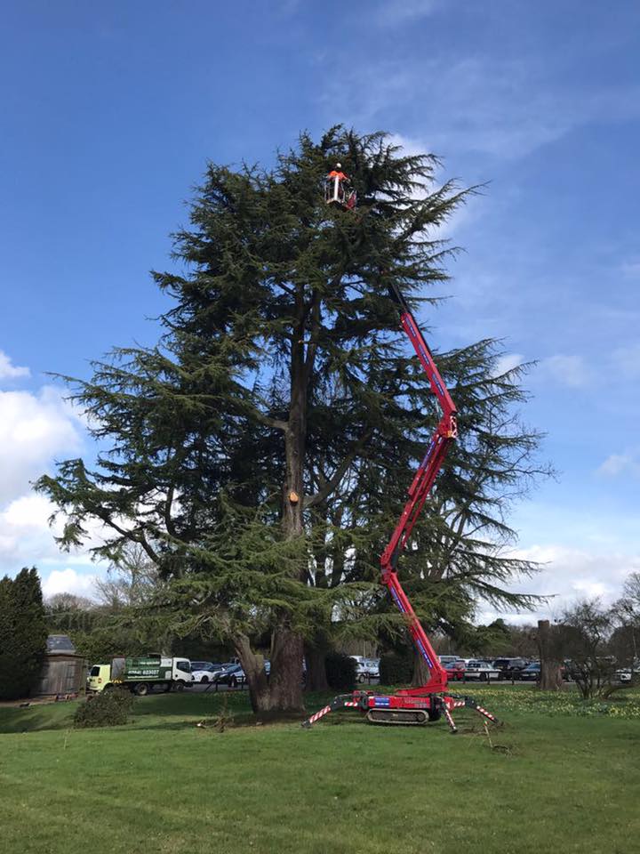 Cypress pruning Cottage