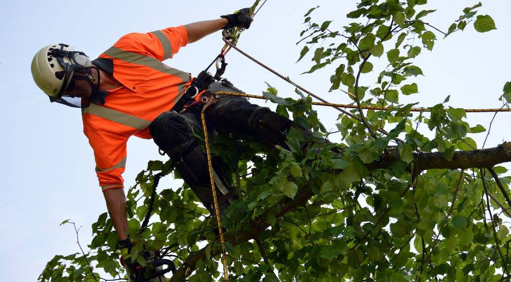 John Fryer tree surgeon