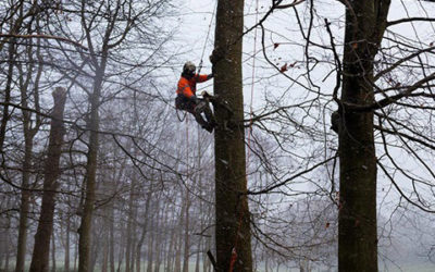 Difference in Tree Surgeon and Arborist