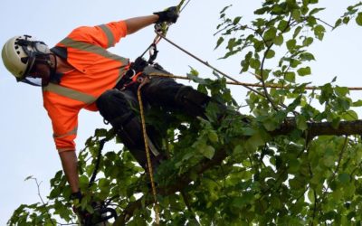 How much does an Arborist cost?