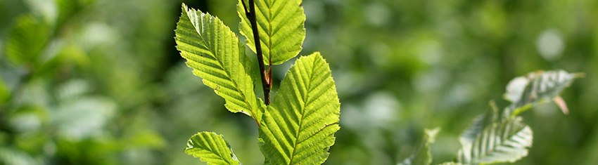 Crown Reduction Leaf