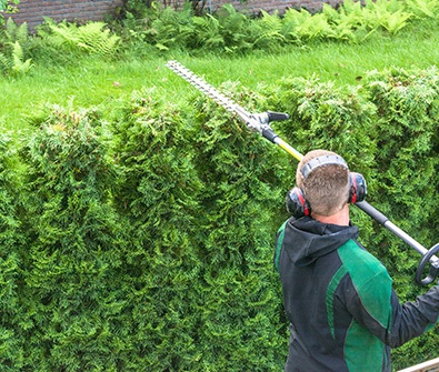 Cypress pruning