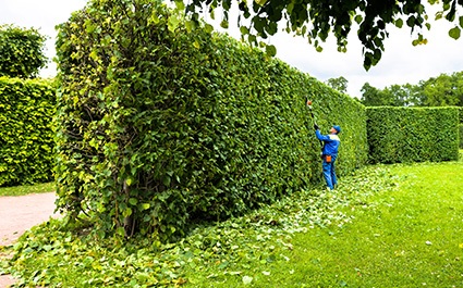 Hedge Trimming