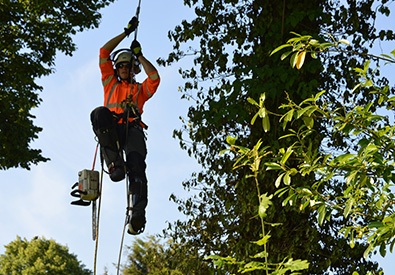 Tree Surgeon John Fryer