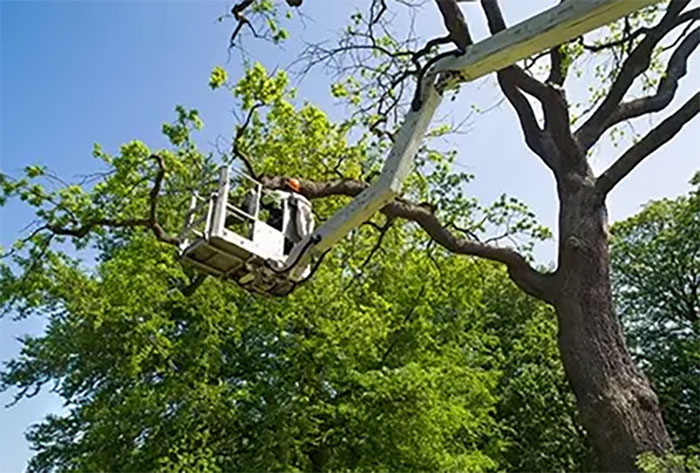 cherry picker tree surgery