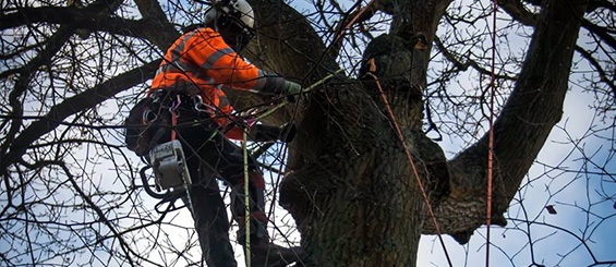 Arborist