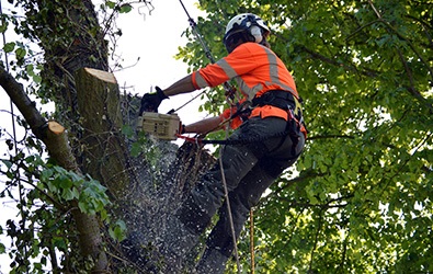 Tree Surgeon