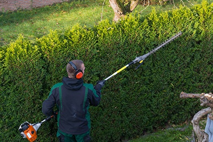 Hedge Trimming