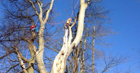 Do I need a permit to cut my trees? - Tree Surgeon in Colchester