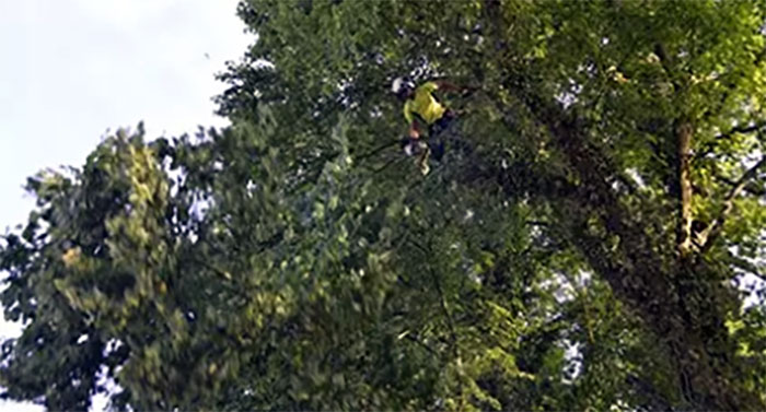 Pruning a cedar tree