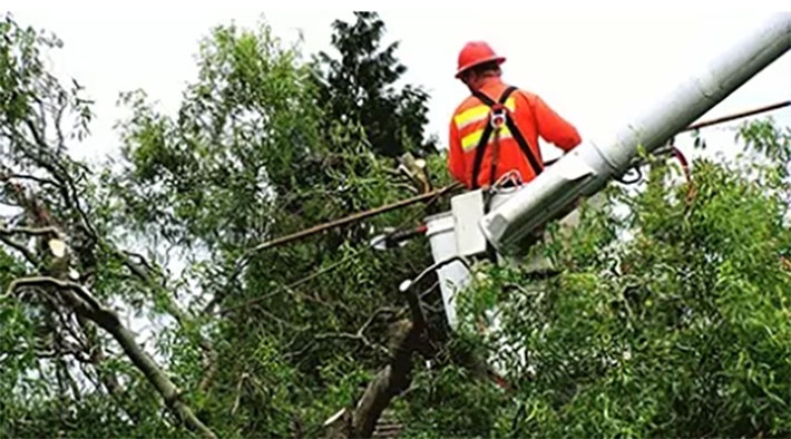 Pruning a cedar tree