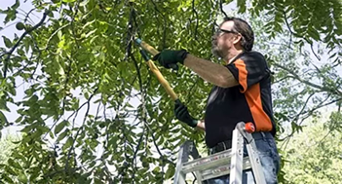 Pruning a cedar tree