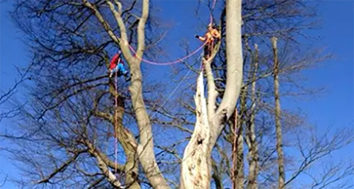 Pruning a cedar tree