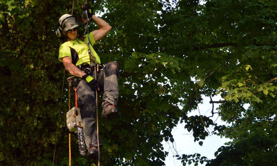 Does cutting dead branches help a tree?