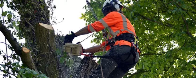 Tree Topping