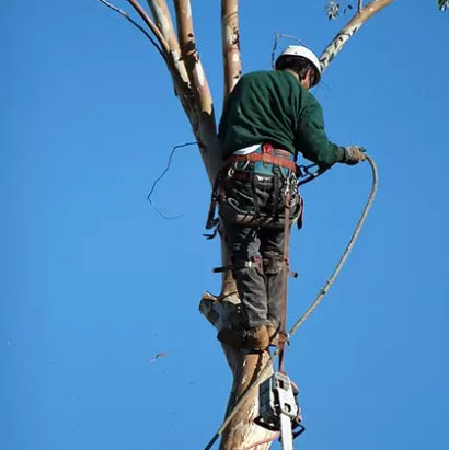 Tree Topping