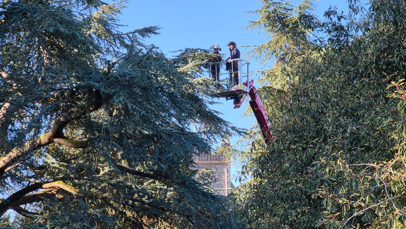 Cherry Picker Tree Surgeon in Ciolchester