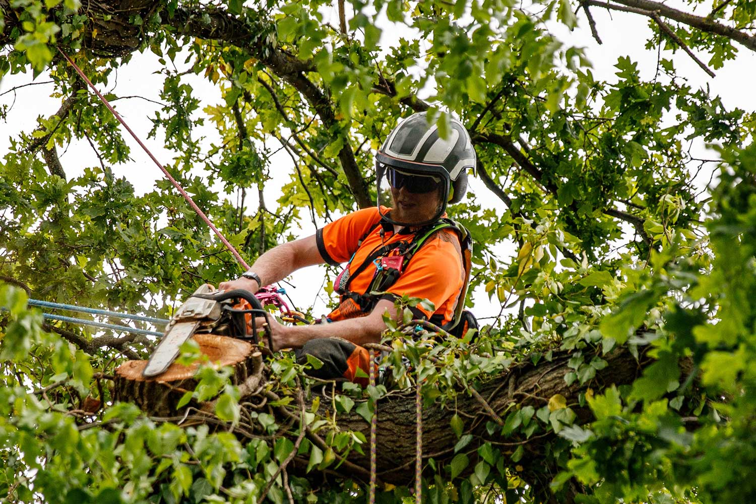 Chainsaw tree surgery in Colchester