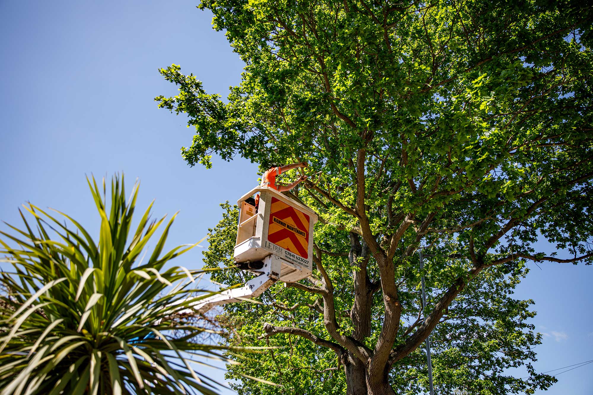 Cherry Picker Tree Surgery